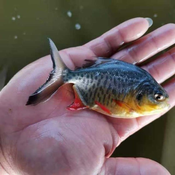 紅腹白鯧（ Colossoma brach ）