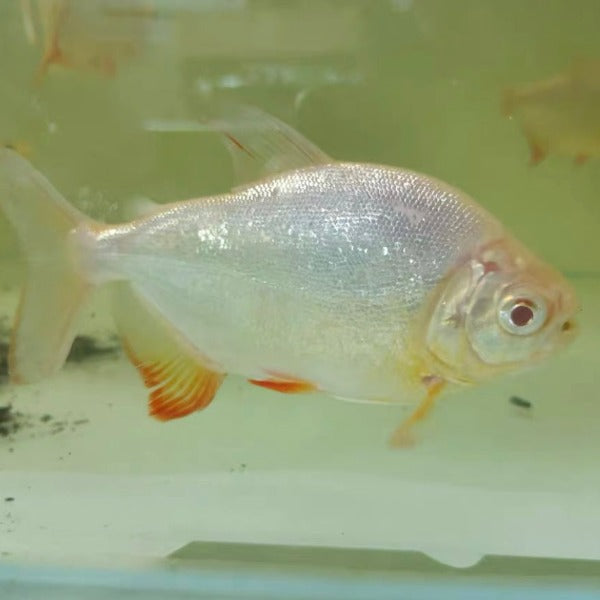 白化紅肚鯧（ Colossoma brach albino ）