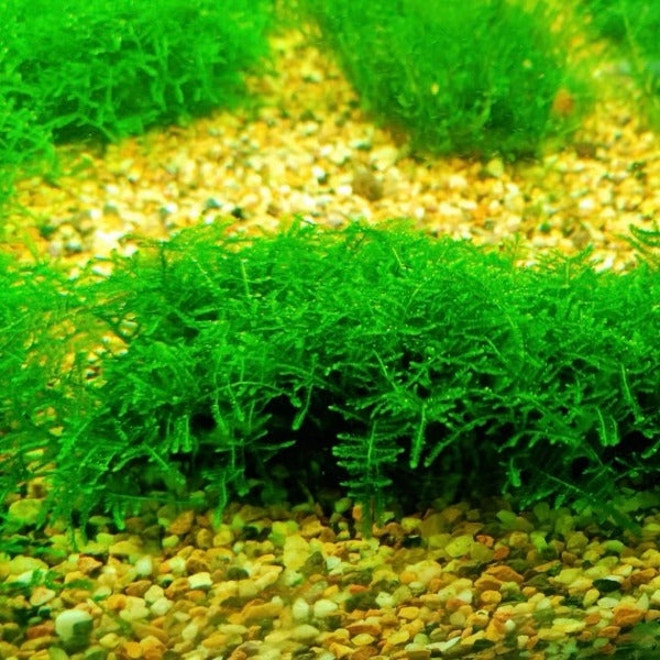 水晶莫斯 Crystal Moss  ( Lophopus crystallinus  )