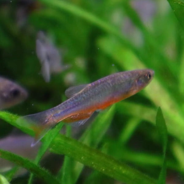 玫瑰丹魚 ( Danio roseus )