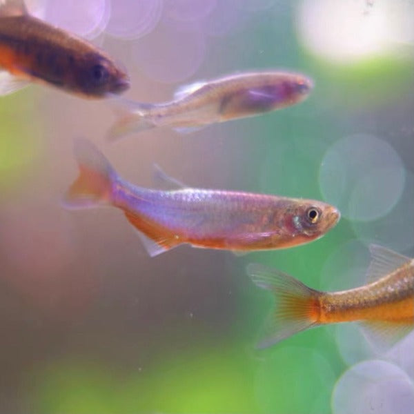 玫瑰丹魚 ( Danio roseus )