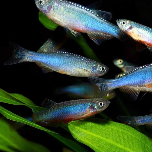 玫瑰丹魚 ( Danio roseus )