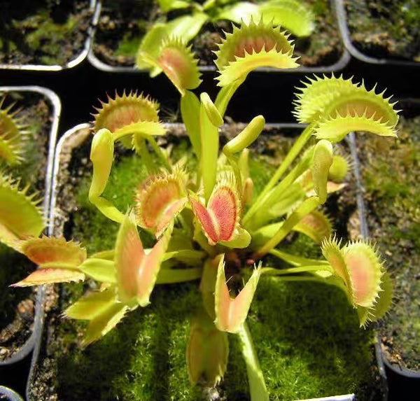 鯊魚齒捕蠅草 ( Dionaea Shark's Teeth )