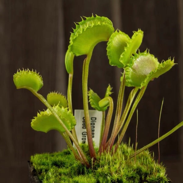 狼人捕蠅草 ( Dionaea muscipula  ’ werewolf ’ )