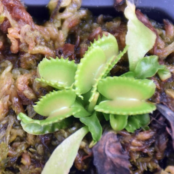 狼人捕蠅草 ( Dionaea muscipula  ’ werewolf ’ )