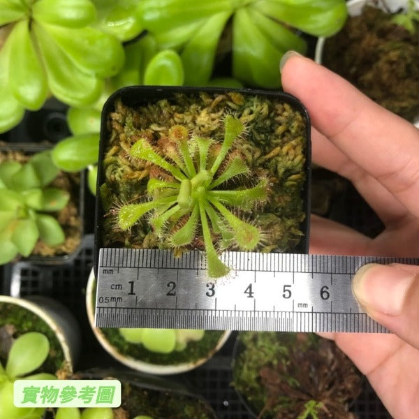 洛弗麗毛氈苔茅膏菜 Drosera lovellae