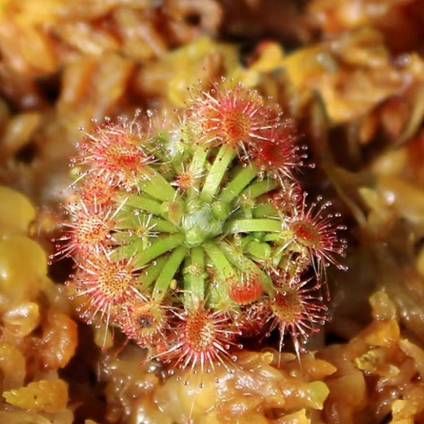 曼妮毛氈苔 ( Drosera mannii )