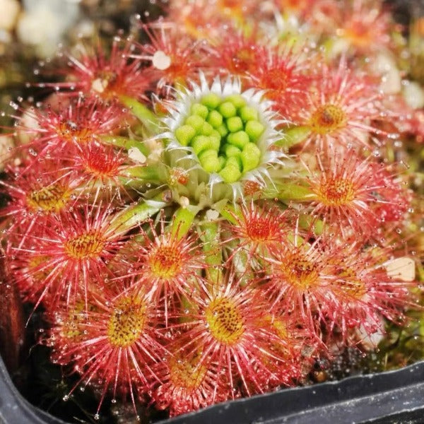 玫瑰毛氈苔 ( Drosera roseana )