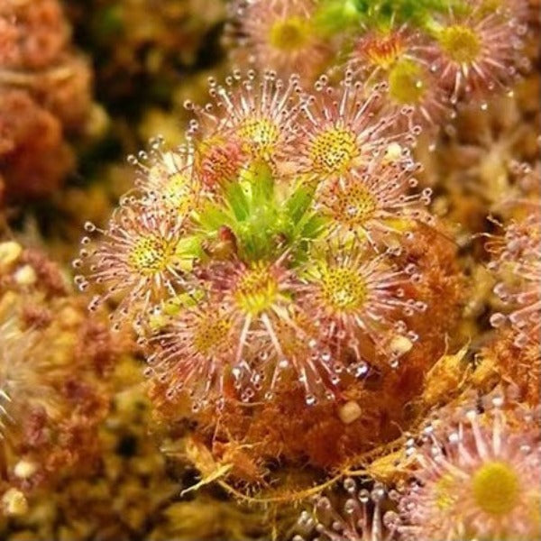 玫瑰毛氈苔 ( Drosera roseana )