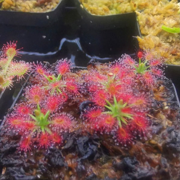 玫瑰毛氈苔 ( Drosera roseana )