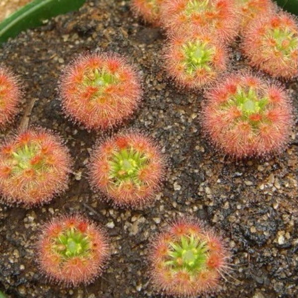 玫瑰毛氈苔 ( Drosera roseana )