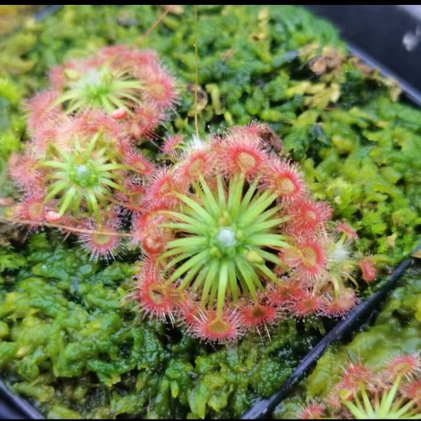 月亮湖茅膏菜（ Drosera x Lake Badgerup ）