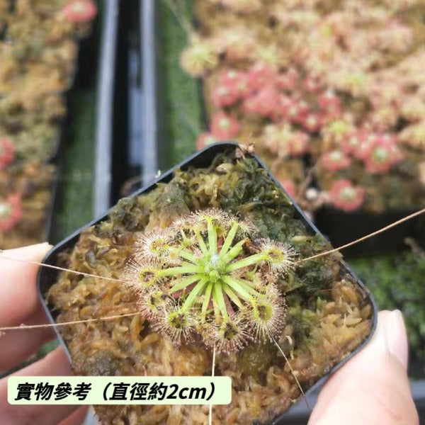 月亮湖茅膏菜（ Drosera x Lake Badgerup ）