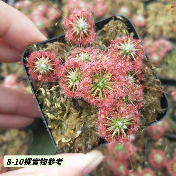 月亮湖茅膏菜（ Drosera x Lake Badgerup ）