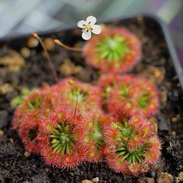 月亮湖茅膏菜（ Drosera x Lake Badgerup ）