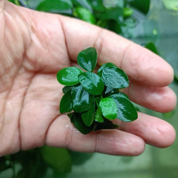 迷你小水榕 Dwarf Anubias ( Anbubias barteri var. Nana )