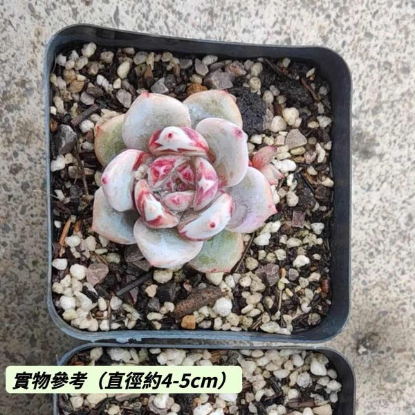 糖心雪天使（ Echeveria ' Snow Angel ' ）