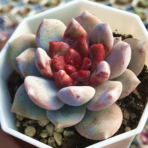 糖心雪天使（ Echeveria ' Snow Angel ' ）