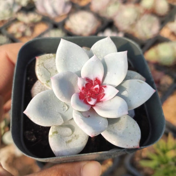 糖心雪天使（ Echeveria ' Snow Angel ' ）