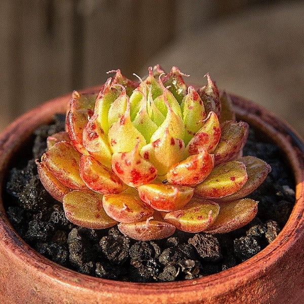 睫毛精靈 ( Echeveria sp. )