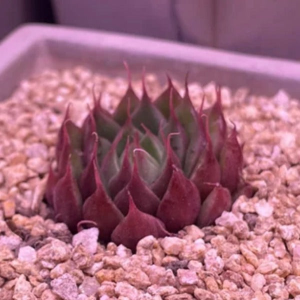 睫毛精靈 ( Echeveria sp. )