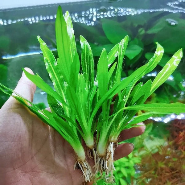 迷你九冠 ( Echinodorus quadricostatus )