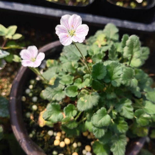 白花姬風露草 ( Erodium reichardii 'Album' )