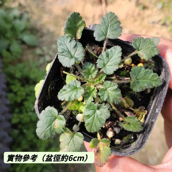 白花姬風露草 ( Erodium reichardii 'Album' )