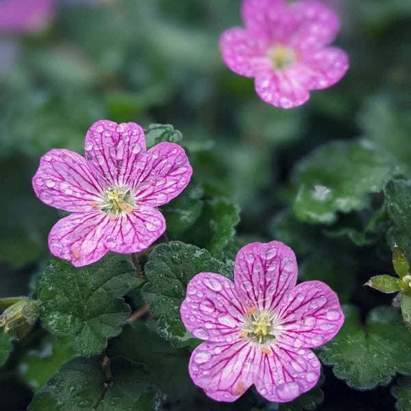 紫花姬風露草 ( Erodium variabile )