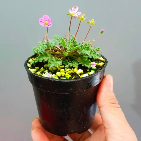 紫花姬風露草 ( Erodium variabile )