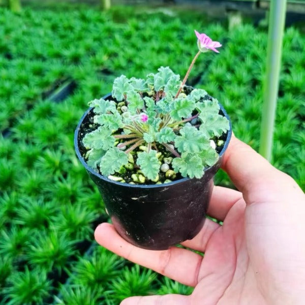 紫花姬風露草 ( Erodium variabile )