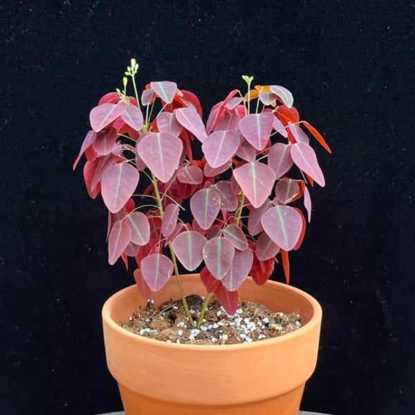 火星醡浆草 Fire Fern ( Oxalis hedysaroides ‘ Rubra ’ )