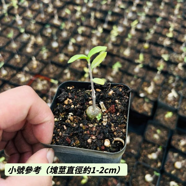 火星人 Fockea edulis