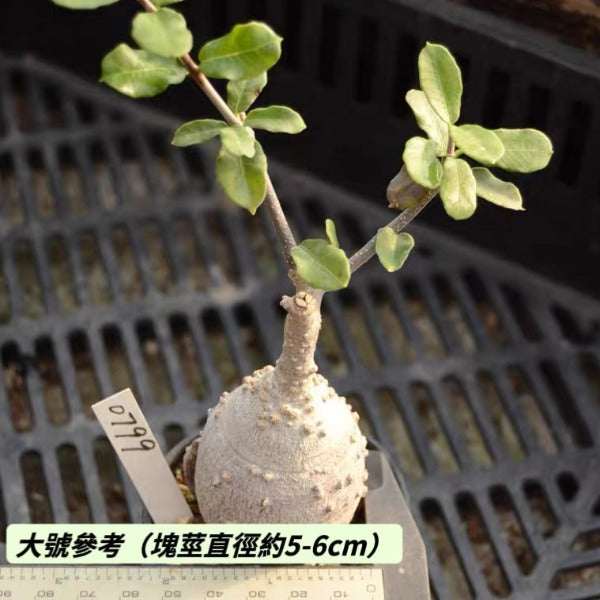 火星人 Fockea edulis