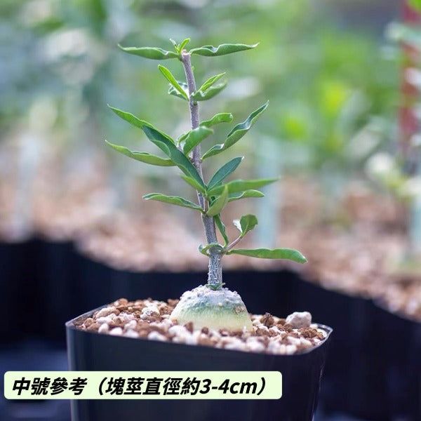 火星人 Fockea edulis