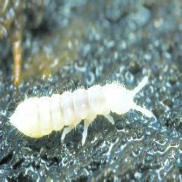 白符跳蟲 White Springtails (Folsomia candida)