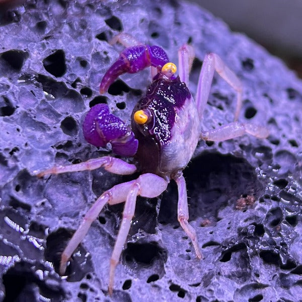 金睛玉面惡魔蟹 ( Geosesarma dennerle var. White Leg )