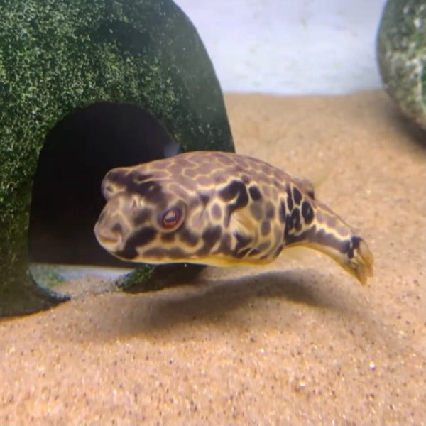 皇冠狗頭 Giant Puffer（ Tetraodon mbu ）