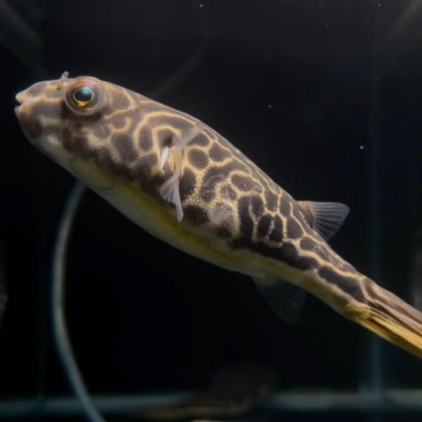 皇冠狗頭 Giant Puffer（ Tetraodon mbu ）