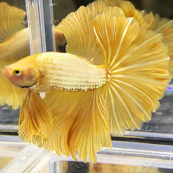 黃金半月鬥魚  Golden siamese fighting fish ( Betta splendens ' half moon ' )