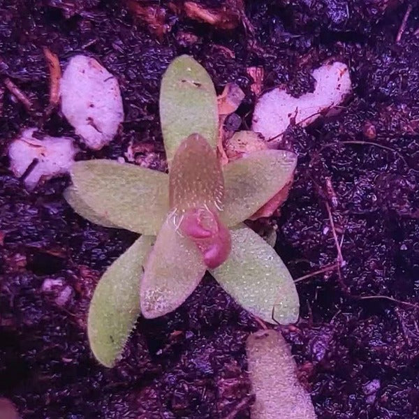 捕蟲堇 Gracilis  moctezumae ( Pinguicula spp. )