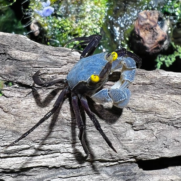 星雲惡魔蟹 Gray Star Vampire Crab ( Geosesarma Sp. )