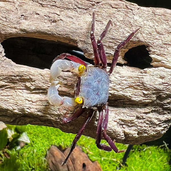 星雲惡魔蟹 Gray Star Vampire Crab ( Geosesarma Sp. )