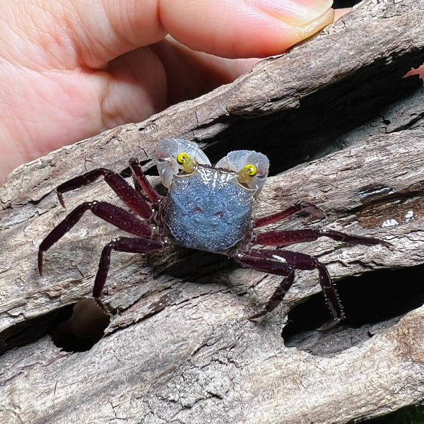 星雲惡魔蟹 Gray Star Vampire Crab ( Geosesarma Sp. )