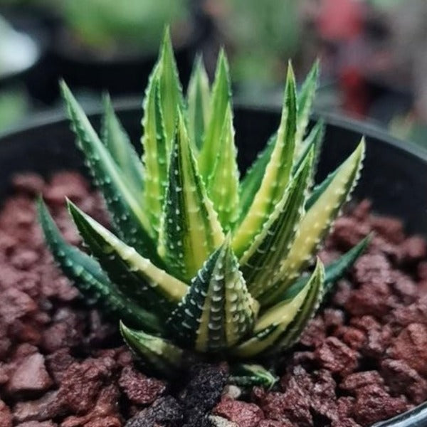 鼓笛錦 十二卷屬 Haworthia Koteki Nishiki hybrid