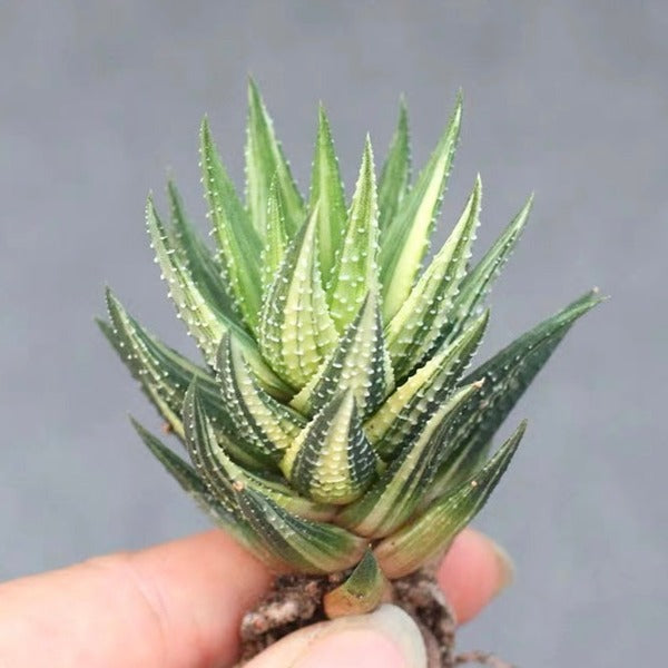 鼓笛錦 十二卷屬 Haworthia Koteki Nishiki hybrid