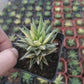 鼓笛錦 十二卷屬 Haworthia Koteki Nishiki hybrid