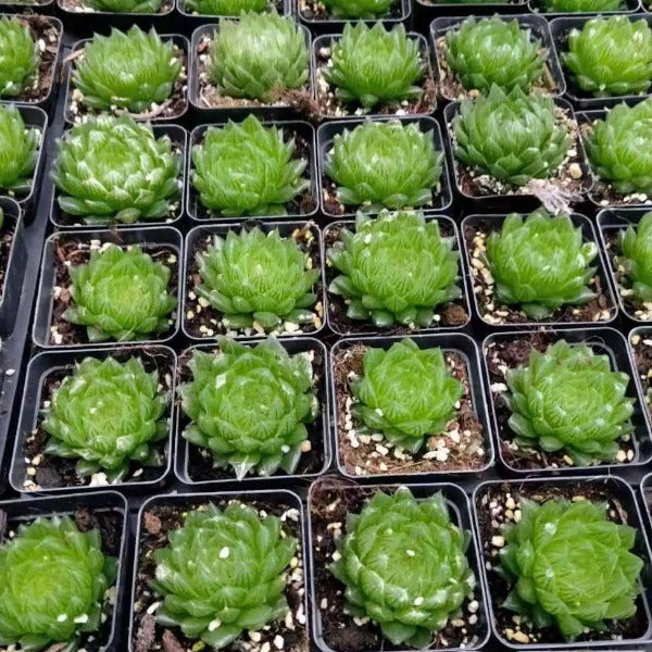 櫻水晶 ( Haworthia cooperi  )