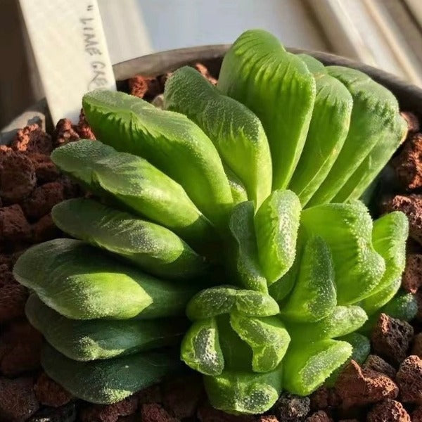 玉扇 ( Haworthia truncata  )