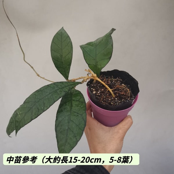 淡味球蘭（ Hoya callistophylla）